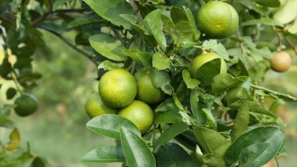 关闭拍摄新鲜和自然未成熟的绿色柠檬在树上 绿色石灰在自然 — 图库视频影像
