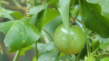 Shot taze doğa olgunlaşmamış tutku meyve yüksek vitamin beslenme kadar kapatın