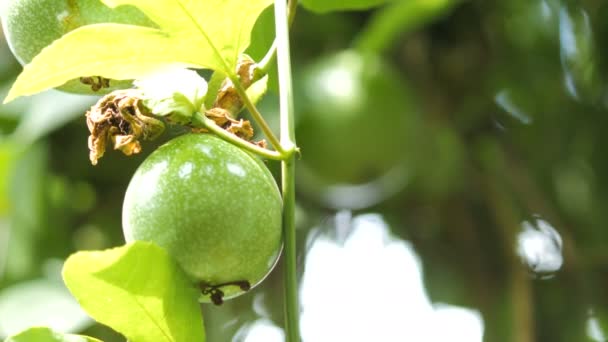 Nahaufnahme Frische Natur Unreife Passionsfrucht Vitaminreiche Ernährung — Stockvideo