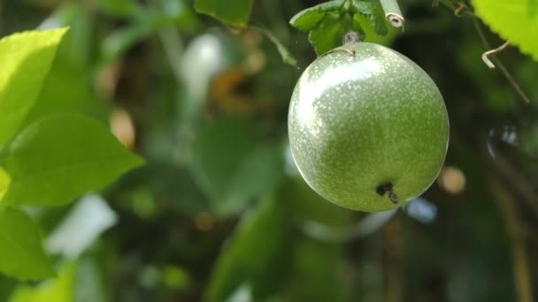 特写镜头新鲜自然未成熟的百香果高维生素营养 — 图库视频影像