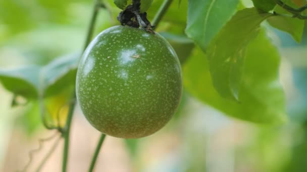 Primer Plano Naturaleza Fresca Inmadura Fruta Pasión Alta Nutrición Vitamínica — Vídeos de Stock