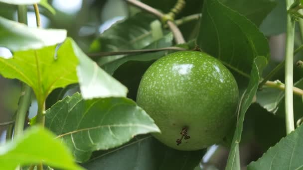 Primer Plano Naturaleza Fresca Inmadura Fruta Pasión Alta Nutrición Vitamínica — Vídeos de Stock