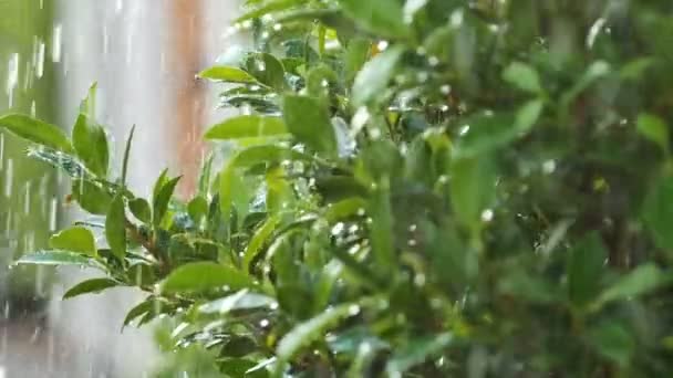 慢动作多汁雨滴浇灌新鲜自然绿叶树木 — 图库视频影像