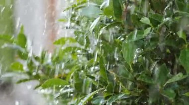 Taze doğa yeşil yaprak ve ağaç sulama yavaş Sulu sıçrama yağmur damlası
