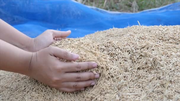 Mãos Câmera Lenta Mulher Pegando Arroz Seco Natureza Fazenda — Vídeo de Stock