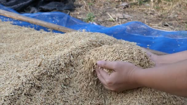 Mãos Câmera Lenta Mulher Pegando Arroz Seco Natureza Fazenda — Vídeo de Stock