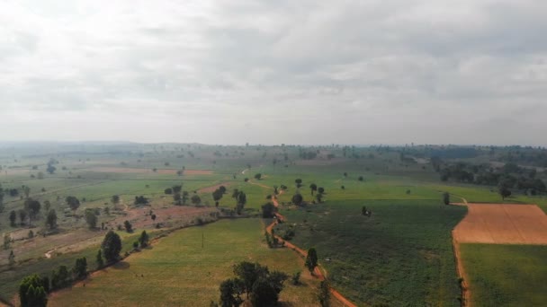 Drone Shot Vista Aérea Paisagem Agricultura Fazenda Mandioca Campo Rural — Vídeo de Stock