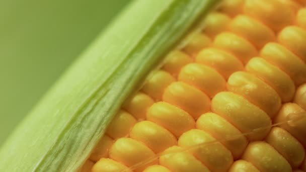 Kropla Wody Świeże Obrane Kukurydza Dojrzałe Jedzenie Wysokiej Witaminy Natury — Wideo stockowe