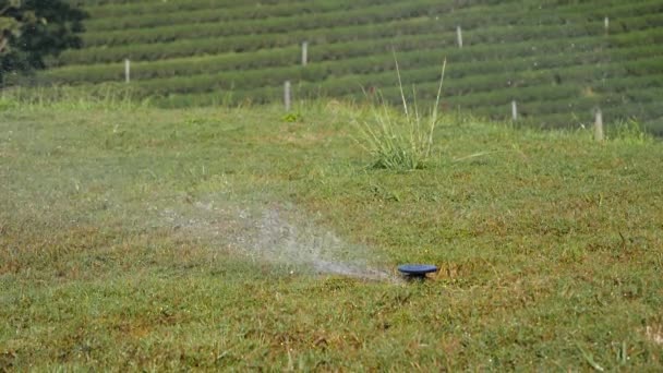 緑の草の牧草地に水スプリンクラー スプラッシュ — ストック動画