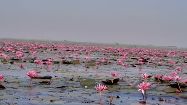 Csónak virágzó természet rózsaszín tavirózsa nézetben a nagy-tó