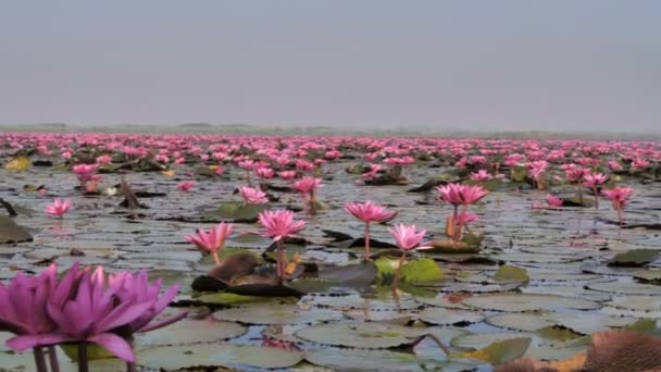 Boot Toon Bloeiende Natuur Roze Waterlelie Grote Vijver — Stockvideo