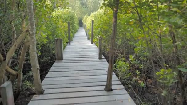 Mangrovebos Aan Riviermonding Conserve Zee Natuur Milieu — Stockvideo