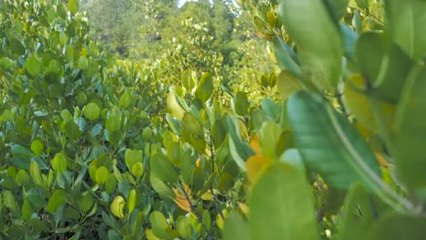 Forêt Mangroves Estuaire Rivière Environnement Conservation Nature Marine — Video