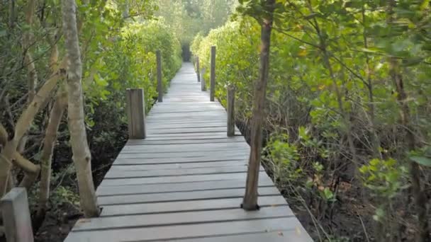 Mangrove Erdőben Folyó Torkolatában Conserve Tenger Természeti Környezet — Stock videók