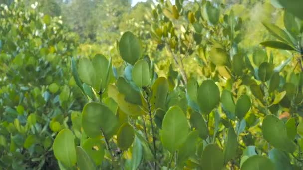 Mangrovebos Aan Riviermonding Conserve Zee Natuur Milieu — Stockvideo