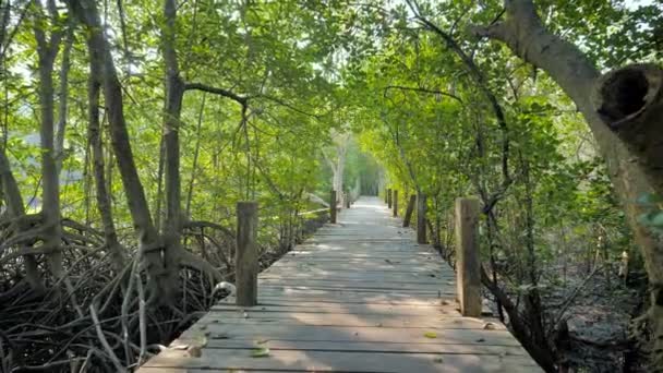 Bosque Manglares Estuario Del Río Medio Ambiente Conservación Naturaleza Marina — Vídeos de Stock