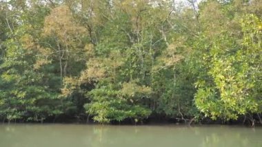 Mangrov orman Nehri Haliç konserve deniz doğa ortamı