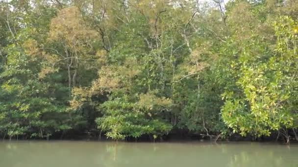Bosque Manglares Estuario Del Río Medio Ambiente Conservación Naturaleza Marina — Vídeo de stock