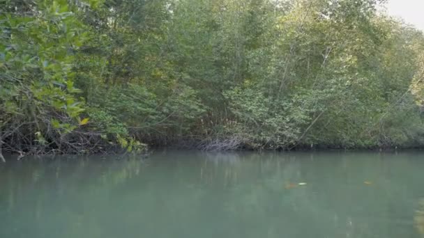 Forêt de mangroves à l'estuaire de la rivière l'environnement de conservation de la nature marine 