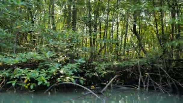 Mangrovebos Aan Riviermonding Conserve Zee Natuur Milieu — Stockvideo