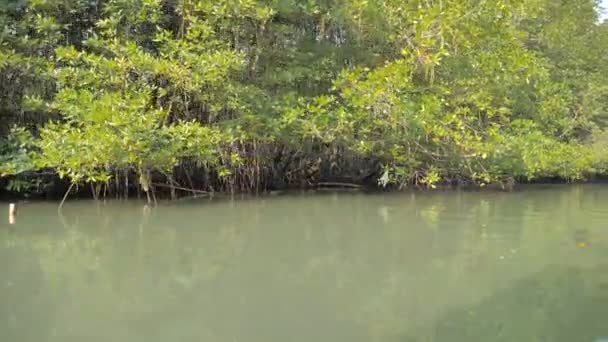 Forêt de mangroves à l'estuaire de la rivière l'environnement de conservation de la nature marine 