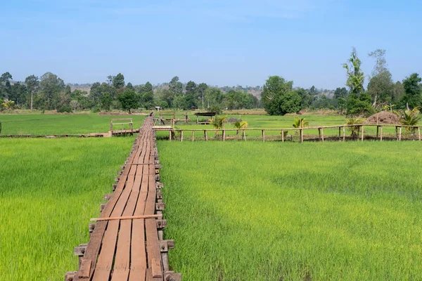 Puente de madera vintage en el campo de arroz en el campo — Foto de Stock