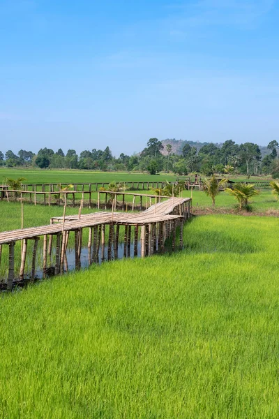 Старовинний дерев'яний міст на рисовому полі в сільській місцевості — стокове фото