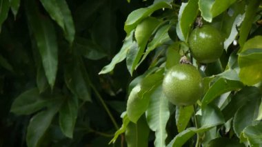 Shot taze doğa olgunlaşmamış tutku meyve yüksek vitamin beslenme kadar kapatın