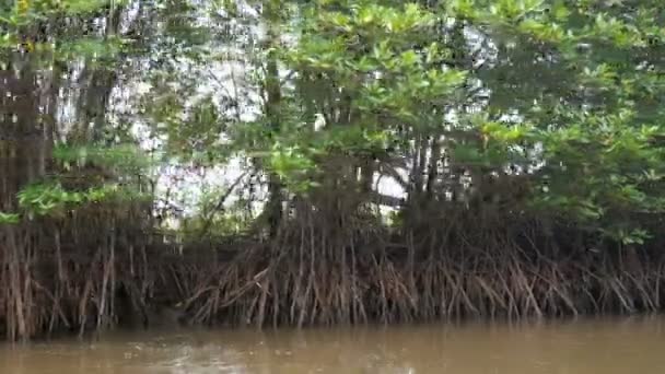 Boot Weergave Verplaatsen Toekomen Bijna Mangrovebos Aan Riviermonding Conserve Zee — Stockvideo