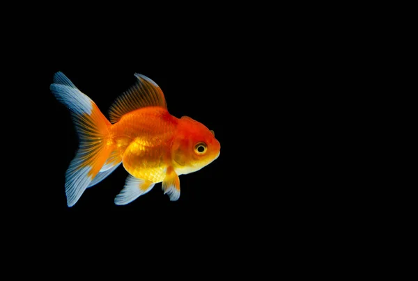 Goldfish naturaleza hermoso pez contra el fondo oscuro — Foto de Stock