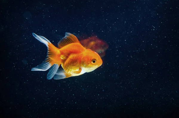 Goldfish nature beautiful fish against the dark background — Stock Photo, Image