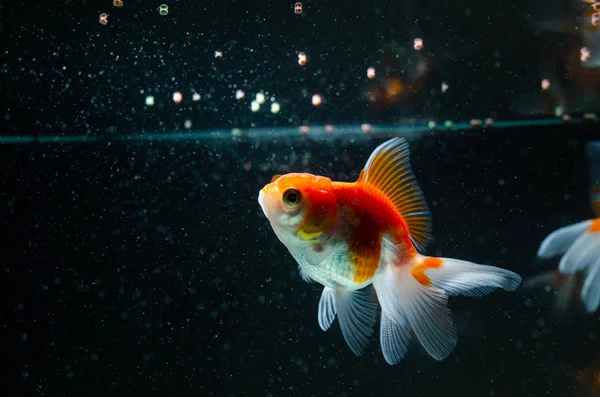 Goldfish eating food nature beautiful fish against the dark back — Stock Photo, Image