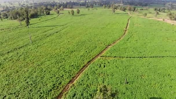 空中ビュードローンは 風光明媚な風景熱帯自然木の森を撮影 — ストック動画