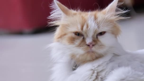 Close Shot Persian Cat Squatting Blink Eyes Selective Focus Shallow — Stock Video