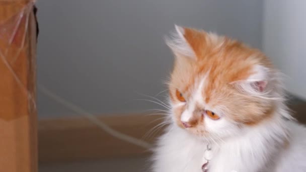 Gros plan Chat persan accroupi et clignant des yeux, mise au point sélective faible profondeur de champ