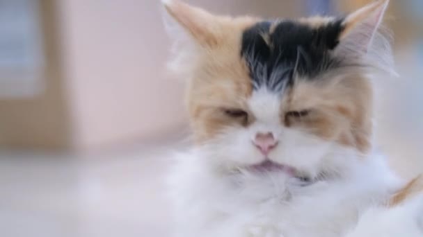 Nahaufnahme Persische Katze Hockt Der Hocke Und Blinzelt Mit Den — Stockvideo