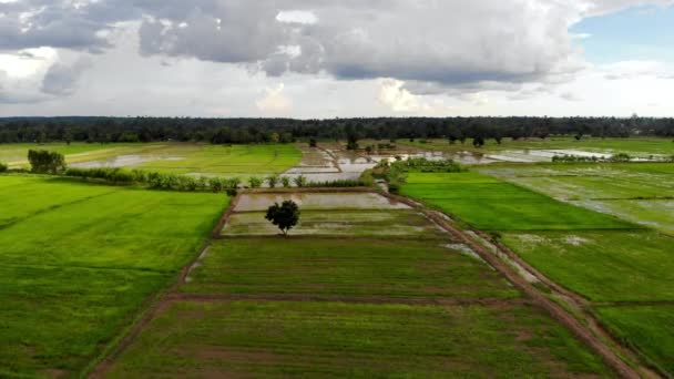 Снимок Дрона Воздуха Живописный Ландшафт Сельскохозяйственной Фермы Тропической Азии Природные — стоковое видео