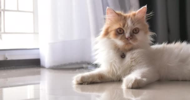 Close Shot Persian Cat Squatting Blink Eyes Selective Focus Shallow — Stock Video