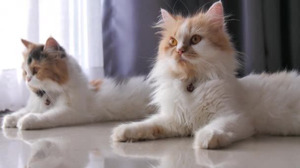 Close Shot Persian Cat Squatting Blink Eyes Selective Focus Shallow — Stock Video