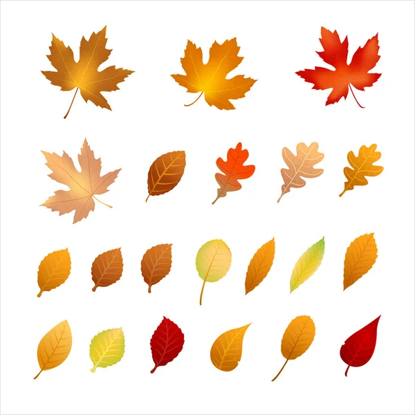 Collection Autumn Leaf Isolated White Background Dry Maple Leaf Autumn — Stock Vector