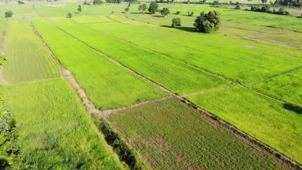 Drone Shot Luchtfoto Landschappelijk Uitzicht Van Een Landbouwbedrijf Tropische — Stockvideo