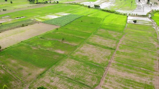 Drone Tiro Vista Aérea Paisagem Cênica Uma Fazenda Agrícola Tropical — Vídeo de Stock