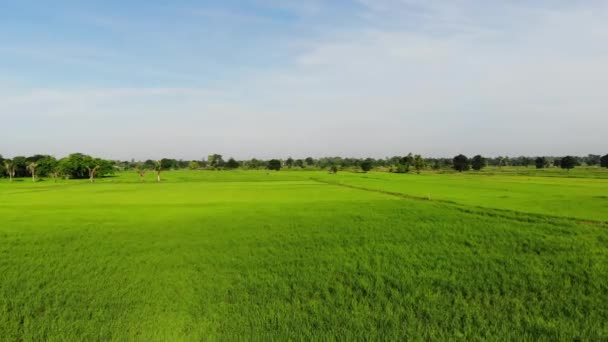 Drone Shot Luchtfoto Landschappelijk Uitzicht Van Een Landbouwbedrijf Tropische — Stockvideo