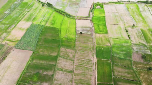 Yüksek Açılı Insansız Hava Aracı Tropik Bölgedeki Bir Tarım Çiftliğinin — Stok video