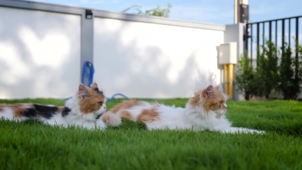 Słodki Perski Kot Siedzi Zielonym Polu Trawiastym Selektywna Ostrość Płytkiej — Wideo stockowe