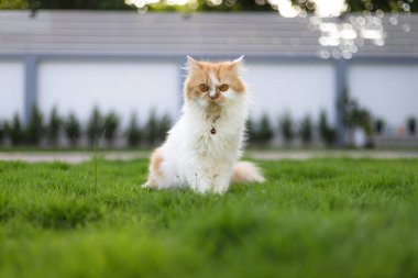 Yeşil çim tarlasında oturan sevimli Pers kedisi, ve kameraya bakıyor, seçici odaklı sığ alan derinliği
