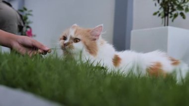 Şirin bir Pers kedisi yeşil bir çim tarlasında oturuyor, seçici odaklı sığ bir alan derinliği