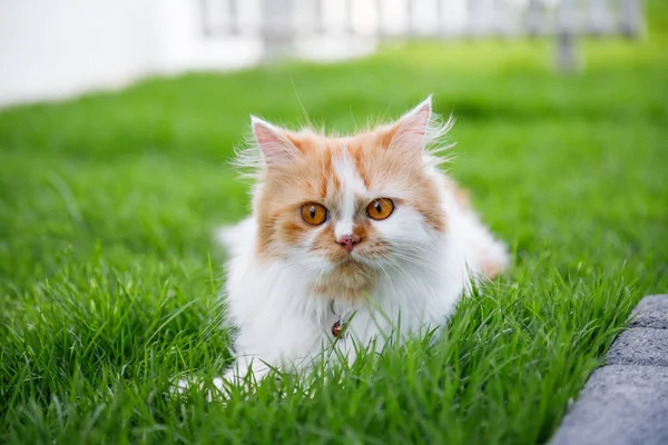 Słodki Perski Kot Siedzi Zielonym Polu Trawiastym Selektywna Ostrość Płytkiej — Zdjęcie stockowe