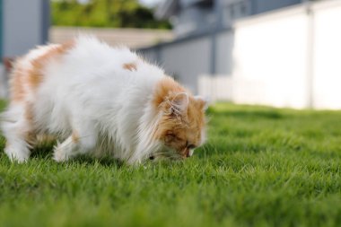 Şirin Pers kedisi yeşil bir çim tarlası kokluyor. Doğal tıbbi ve organik konsept için. Sığ alan derinliği seçici.