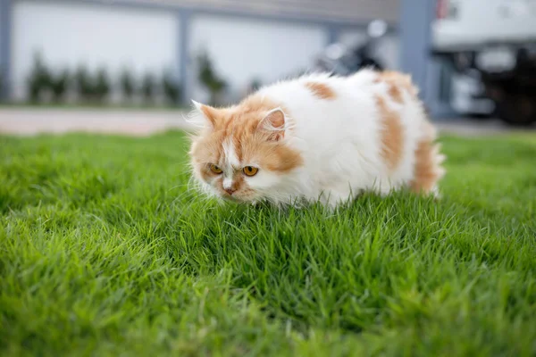 かわいいペルシャ猫は緑の芝生のフィールドを嗅いでいます フィールドの選択的フォーカス浅い深さ — ストック写真